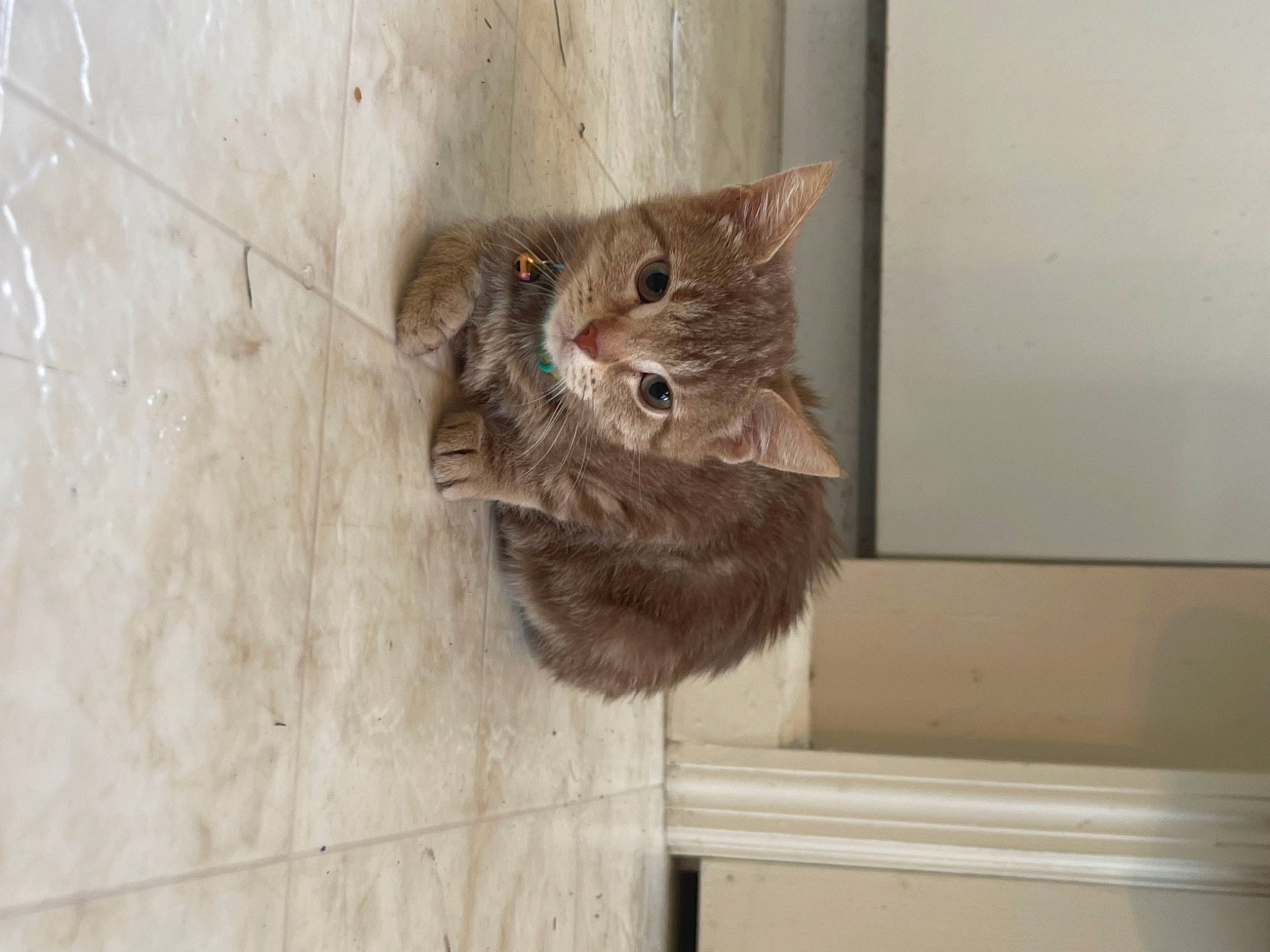 Findlay Fifth-street joined the competition — help win amazing prizes! brown, carnivore, cat, ceiling, domestic_short_haired_cat, fawn, felidae, flooring, fur, hardwood, sculpture, small_to_medium_sized_cats, snout, tail, terrestrial_animal, whiskers, wood