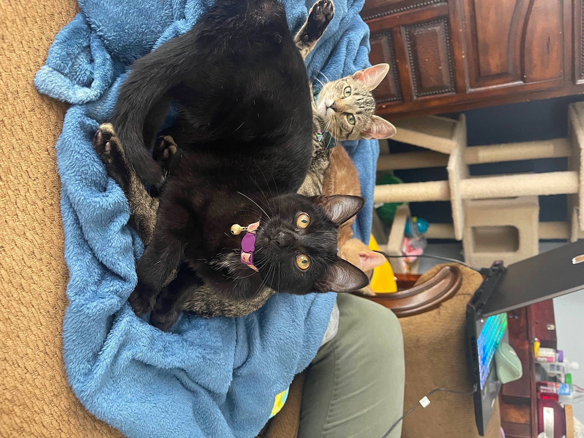 Anubis is registered to the contest to win money with this photo: bag, black_cat, canidae, carnivore, comfort, domestic_short_haired_cat, electric_blue, fashion_accessory, fawn, felidae, fur, plush, small_to_medium_sized_cats, stuffed_toy, tail, textile, thread, toy, whiskers, wool