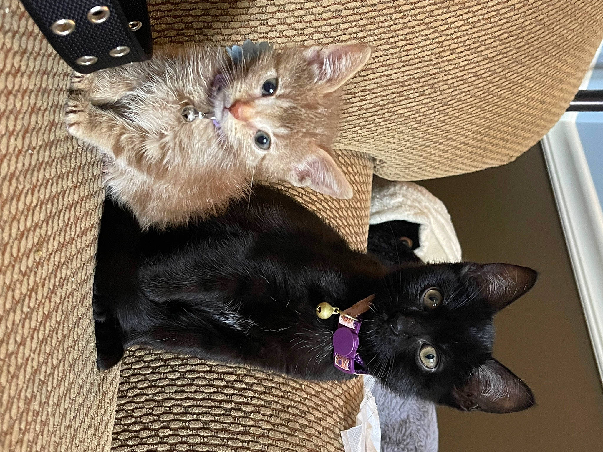 Anubis joined the competition — help win amazing prizes! black_cat, bombay, canidae, carnivore, cat, claw, companion_dog, costume_hat, dog_breed, domestic_short_haired_cat, fashion_accessory, fawn, felidae, fur, hat, paw, small_to_medium_sized_cats, snout, tail, whiskers