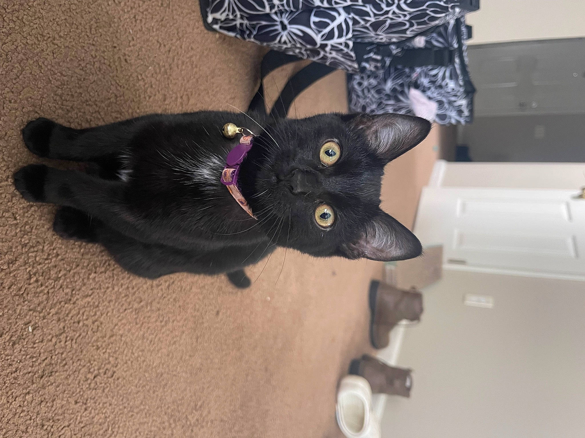 Anubis joined the competition — help win amazing prizes! black_cat, carnivore, cat, comfort, costume_hat, dog_breed, domestic_short_haired_cat, fashion_accessory, felidae, fur, hat, pattern, personal_protective_equipment, room, sleeve, small_to_medium_sized_cats, snout, tail, whiskers