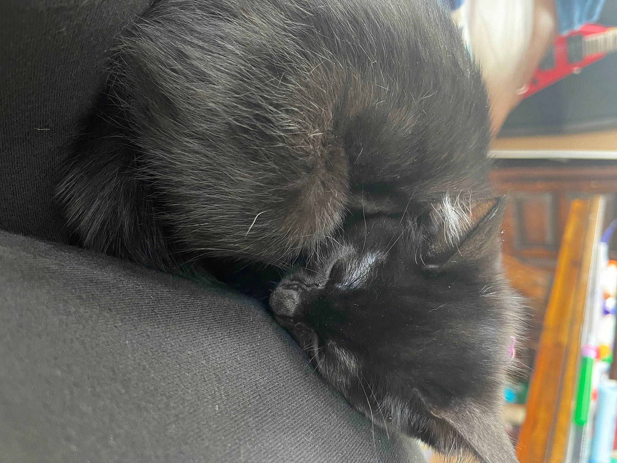 Anubis joined the competition — help win amazing prizes! canidae, carnivore, claw, comfort, companion_dog, dog_breed, ear, felidae, fur, grey, liver, natural_material, paw, small_to_medium_sized_cats, snout, sporting_group, tail, terrestrial_animal, whiskers, working_animal