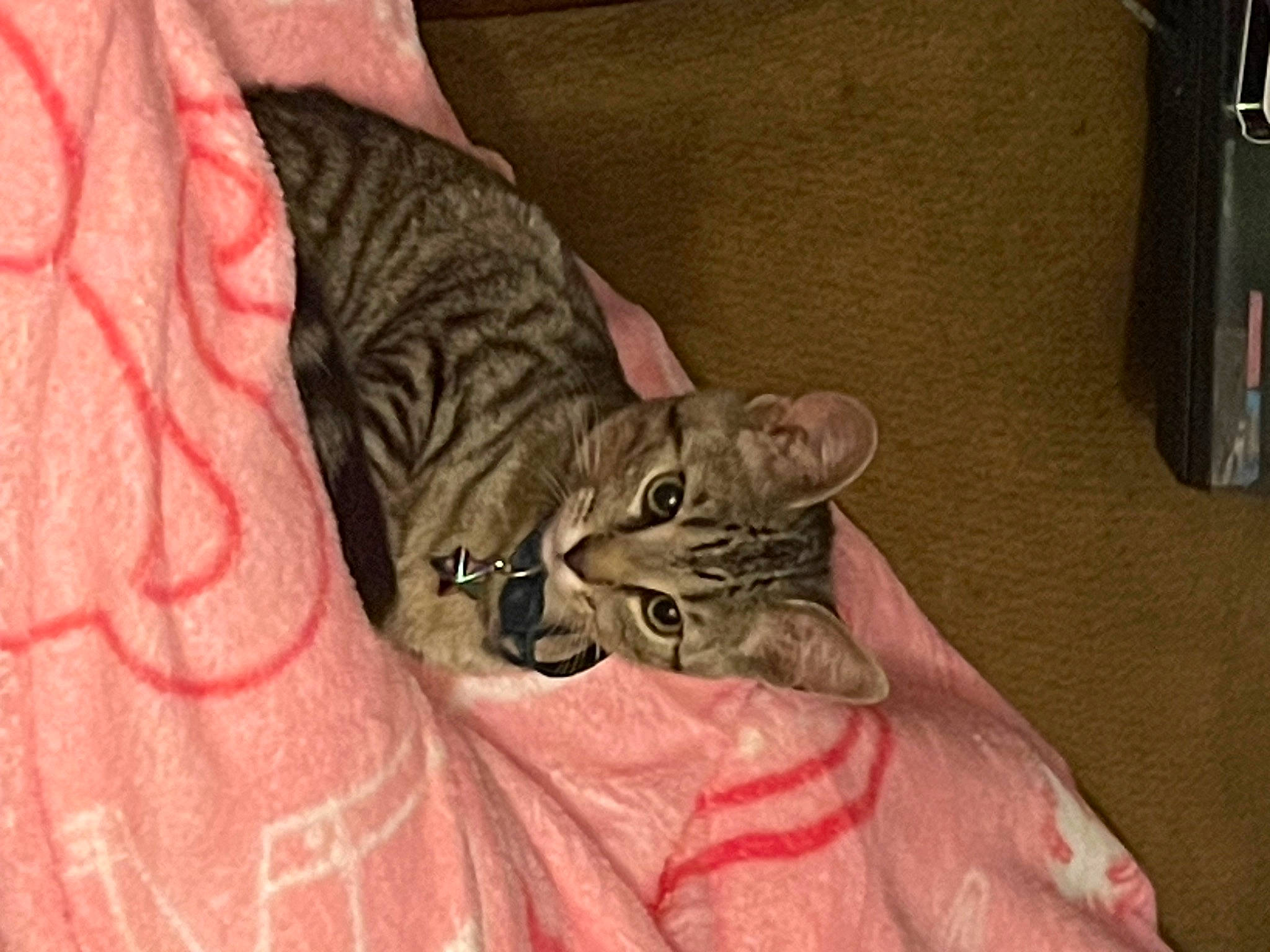 Miriam joined the competition — help win amazing prizes! bed, carnivore, cat, comfort, domestic_short_haired_cat, eye, fawn, felidae, fur, nap, office_supplies, pattern, paw, room, small_to_medium_sized_cats, snout, terrestrial_animal, whiskers, wildlife