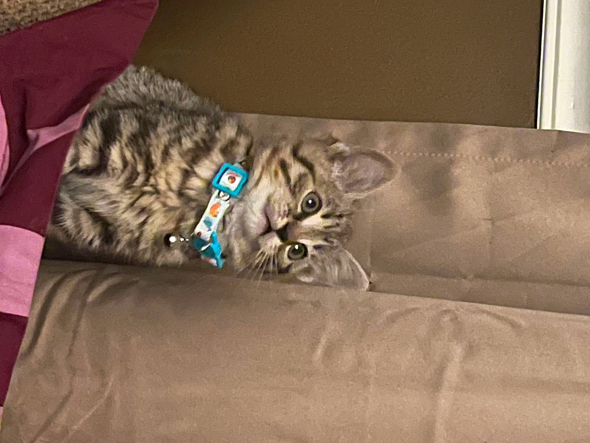 Miriam joined the competition — help win amazing prizes! bed, bedding, brown, carnivore, cat, cat_bed, comfort, couch, domestic_short_haired_cat, felidae, fur, grey, hardwood, linens, nap, room, small_to_medium_sized_cats, studio_couch, terrestrial_animal, whiskers