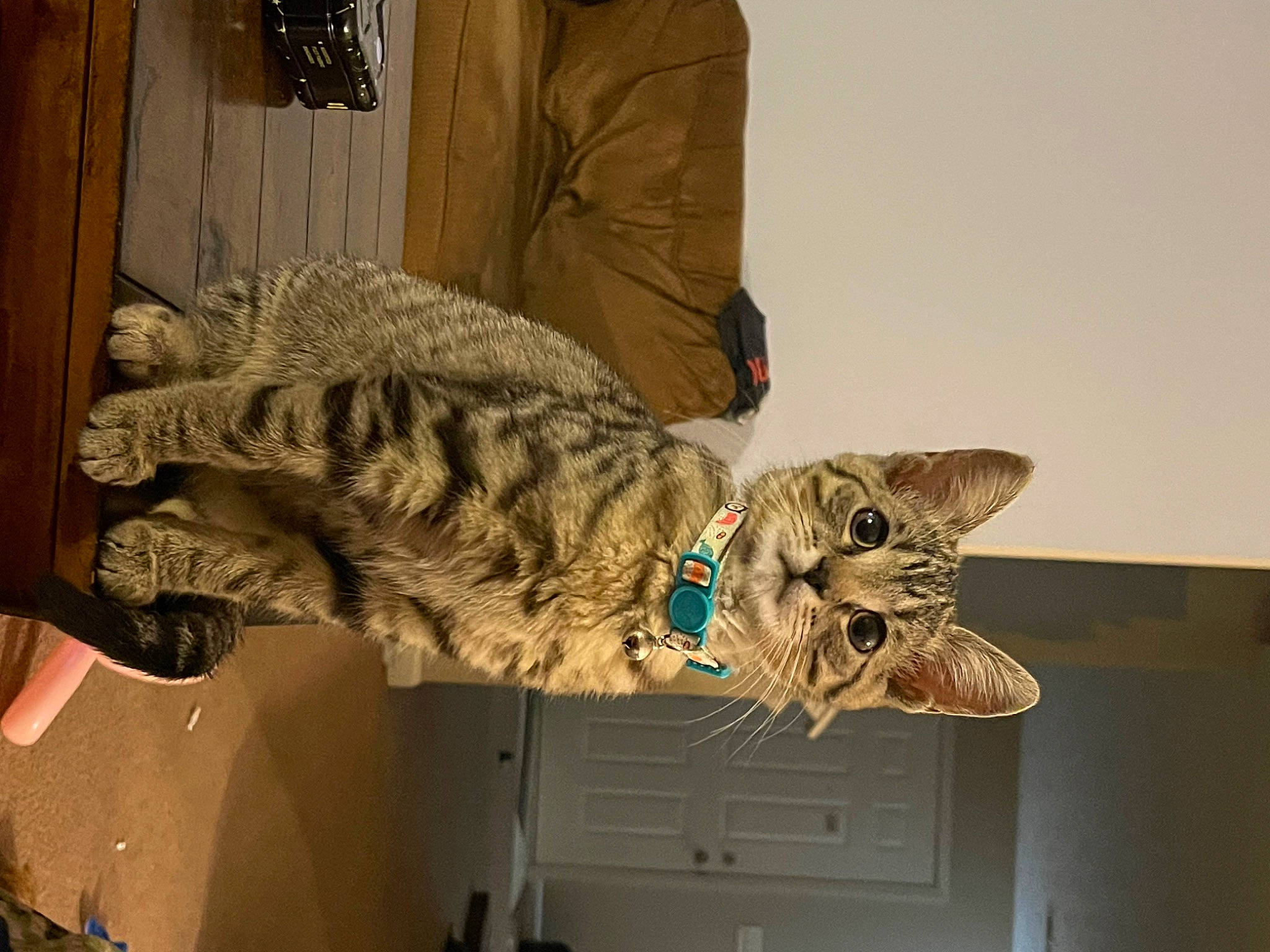 Miriam joined the competition — help win amazing prizes! camouflage, carnivore, cat, claw, domestic_short_haired_cat, door, felidae, fur, gesture, hat, military, military_camouflage, pattern, room, sleeve, small_to_medium_sized_cats, tail, whiskers