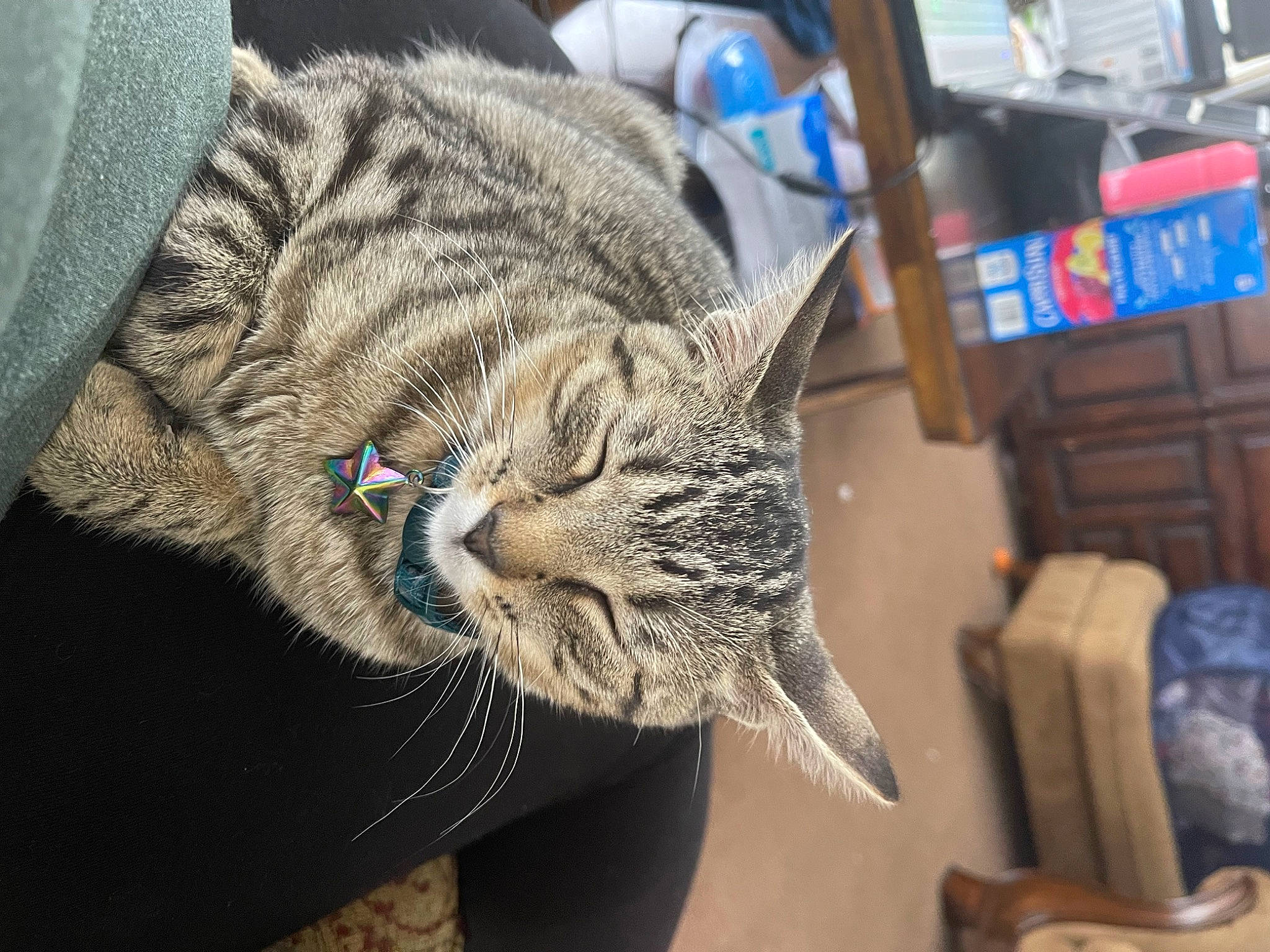 Miriam is registered to the contest to win money with this photo: carnivore, cat, claw, comfort, domestic_short_haired_cat, felidae, fur, small_to_medium_sized_cats, snout, whiskers, window