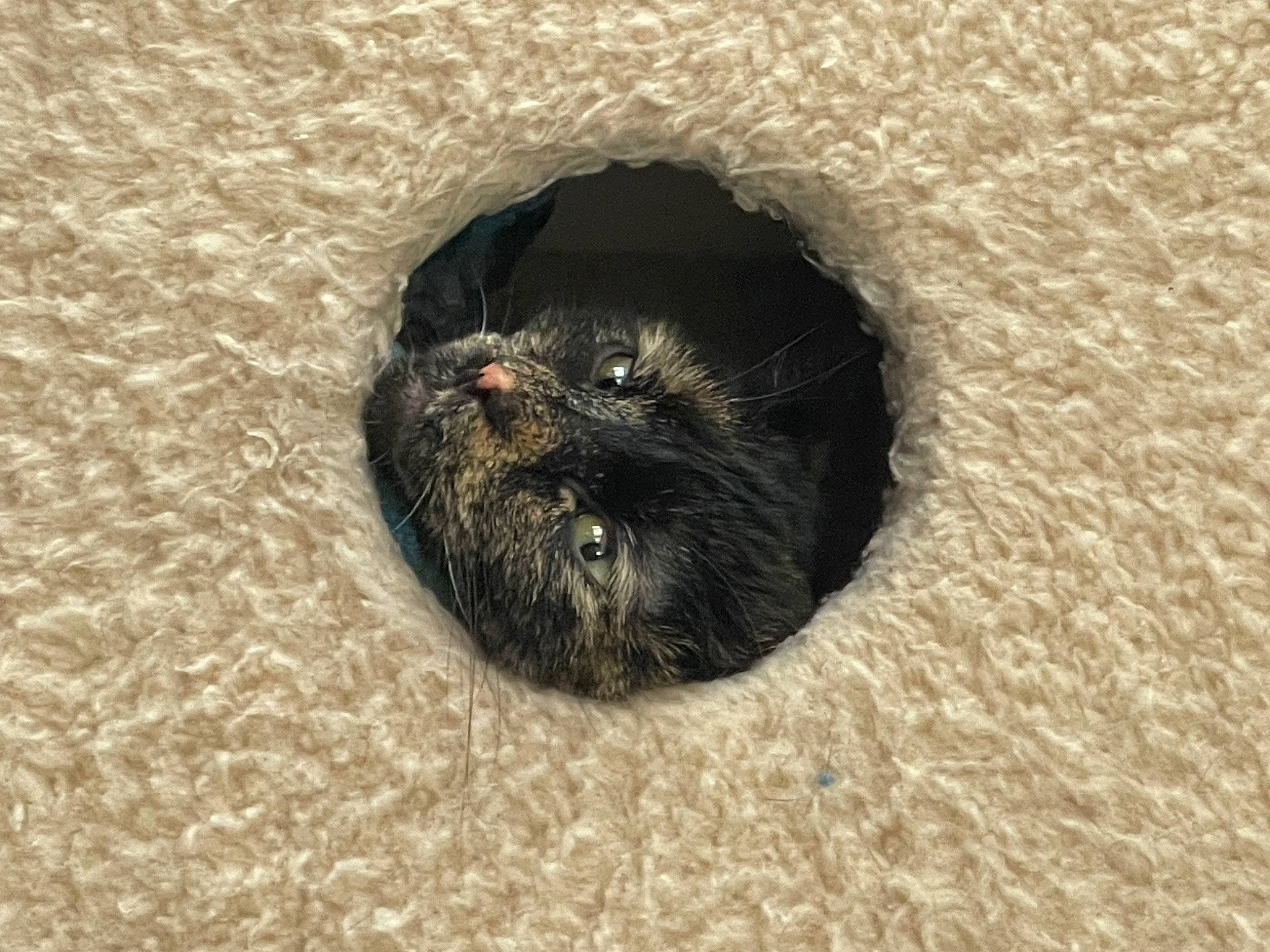 Abby is registered to the contest to win money with this photo: black_cat, canidae, carnivore, cat, comfort, dog_breed, domestic_short_haired_cat, felidae, fur, grey, mustelidae, parasite, paw, small_to_medium_sized_cats, snout, sporting_group, tail, terrestrial_animal, whiskers, wildlife