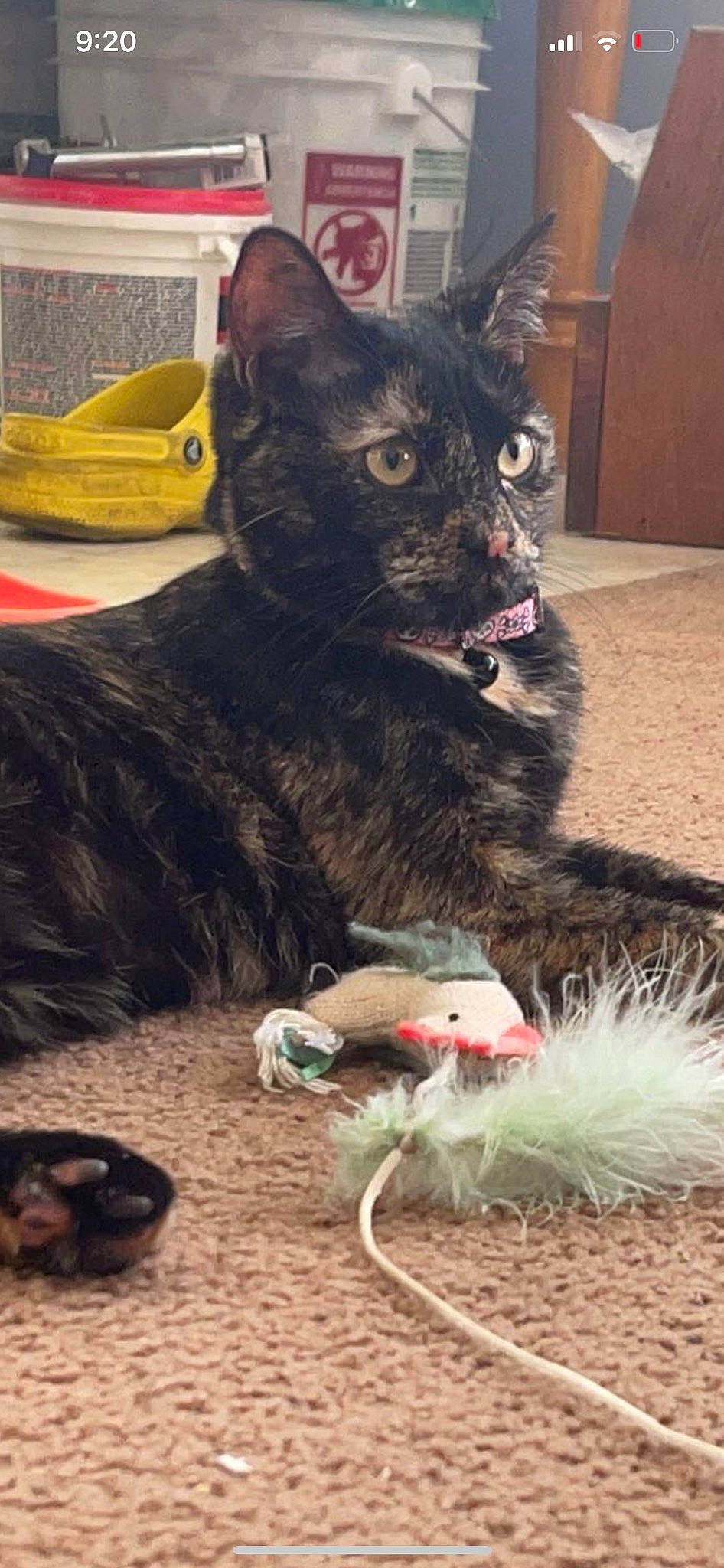 Abby joined the competition — help win amazing prizes! black_cat, bombay, carnivore, cat, claw, comfort, domestic_short_haired_cat, event, felidae, foot, fur, houseplant, paw, sitting, small_to_medium_sized_cats, snout, tail, terrestrial_animal, tire, whiskers