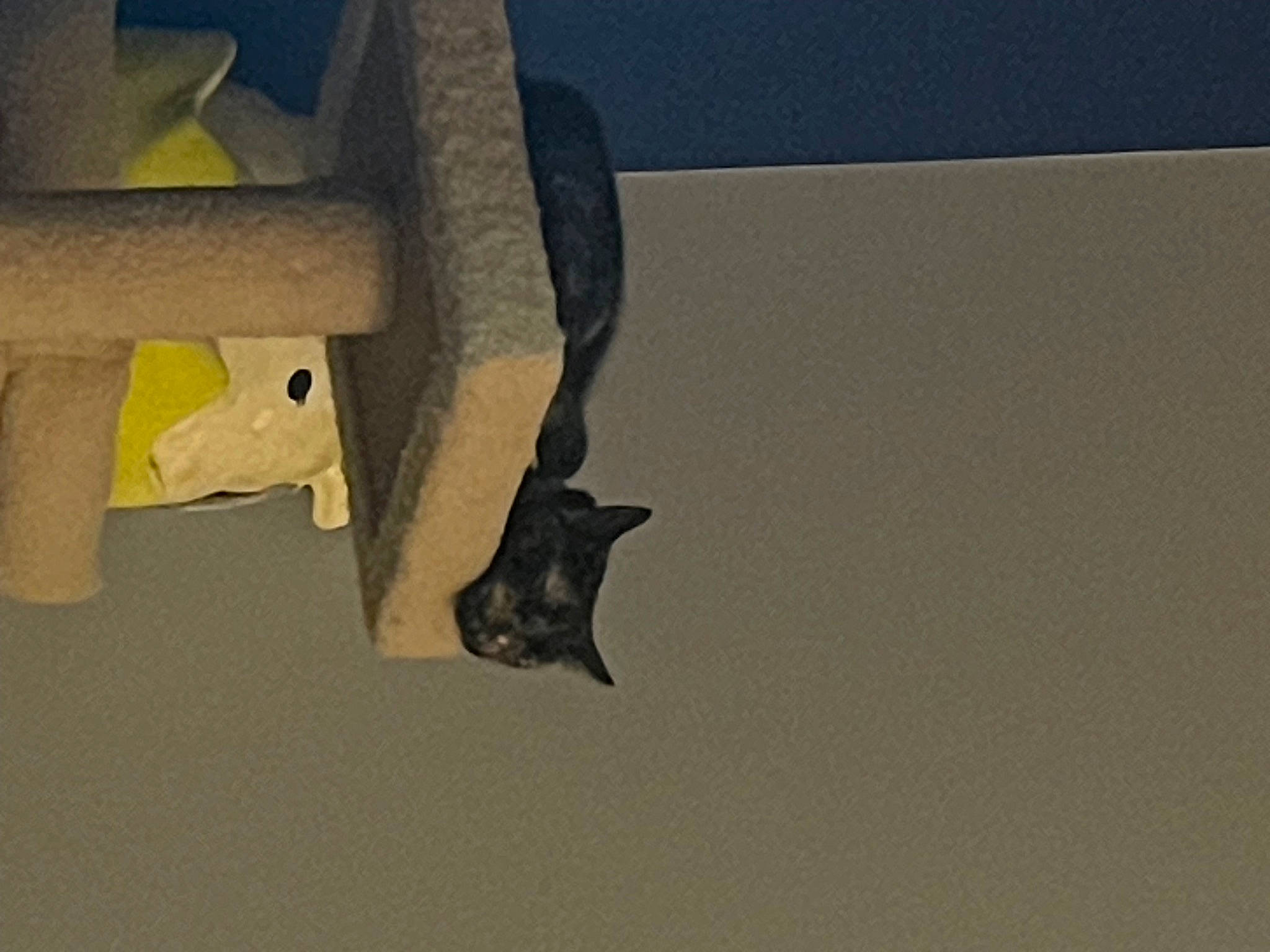 Abby joined the competition — help win amazing prizes! bat, carmine, chair, drawer, flooring, foot, gesture, grey, hardwood, human_leg, knee, paper, room, shadow, table, tail, thigh, tints_and_shades, wing, wood