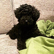 Minnie Moo is registered to the contest to win money with this photo: