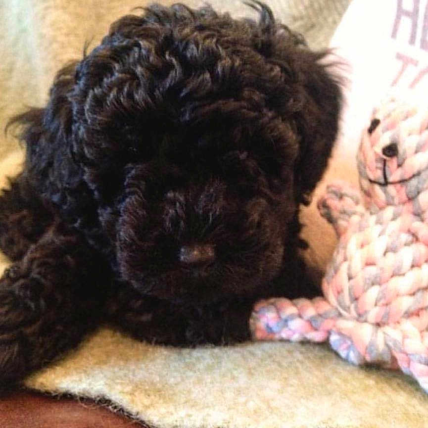 Minnie