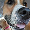 animal, black_markings, blue_collar, brown_fur, close_up, curious, dog, funny, happy, indoor, muzzle, nose, panting, pet, portrait, selfie, shiny_eyes, tongue, whiskers, white_fur