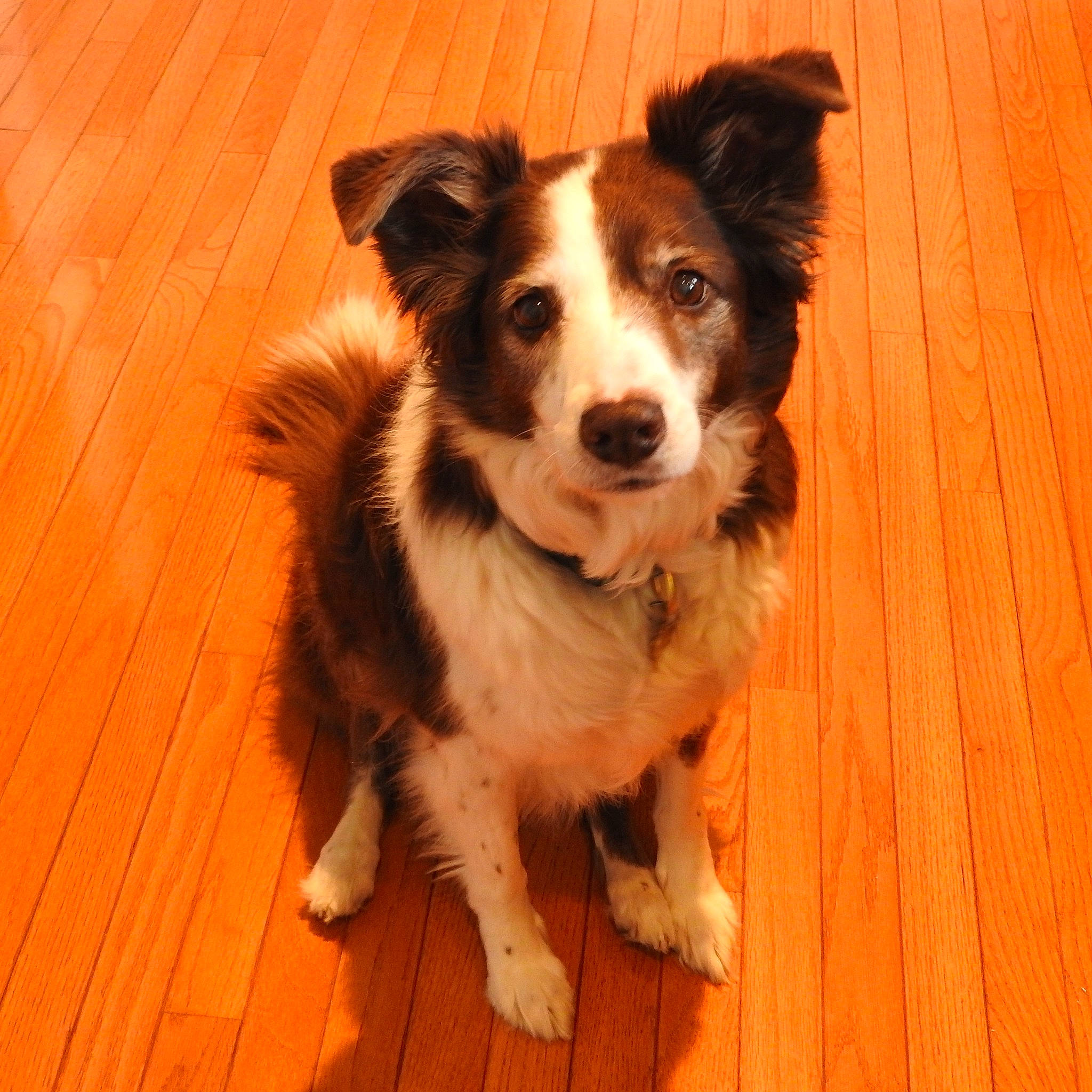 Lucy joined the competition — help win amazing prizes! australian_collie, border_collie, canidae, carnivore, companion_dog, dog, dog_breed, herding_dog, mammal, puppy, rare_breed_dog, snout, sporting_group, texas_heeler, vertebrate, welsh_sheepdog, working_dog