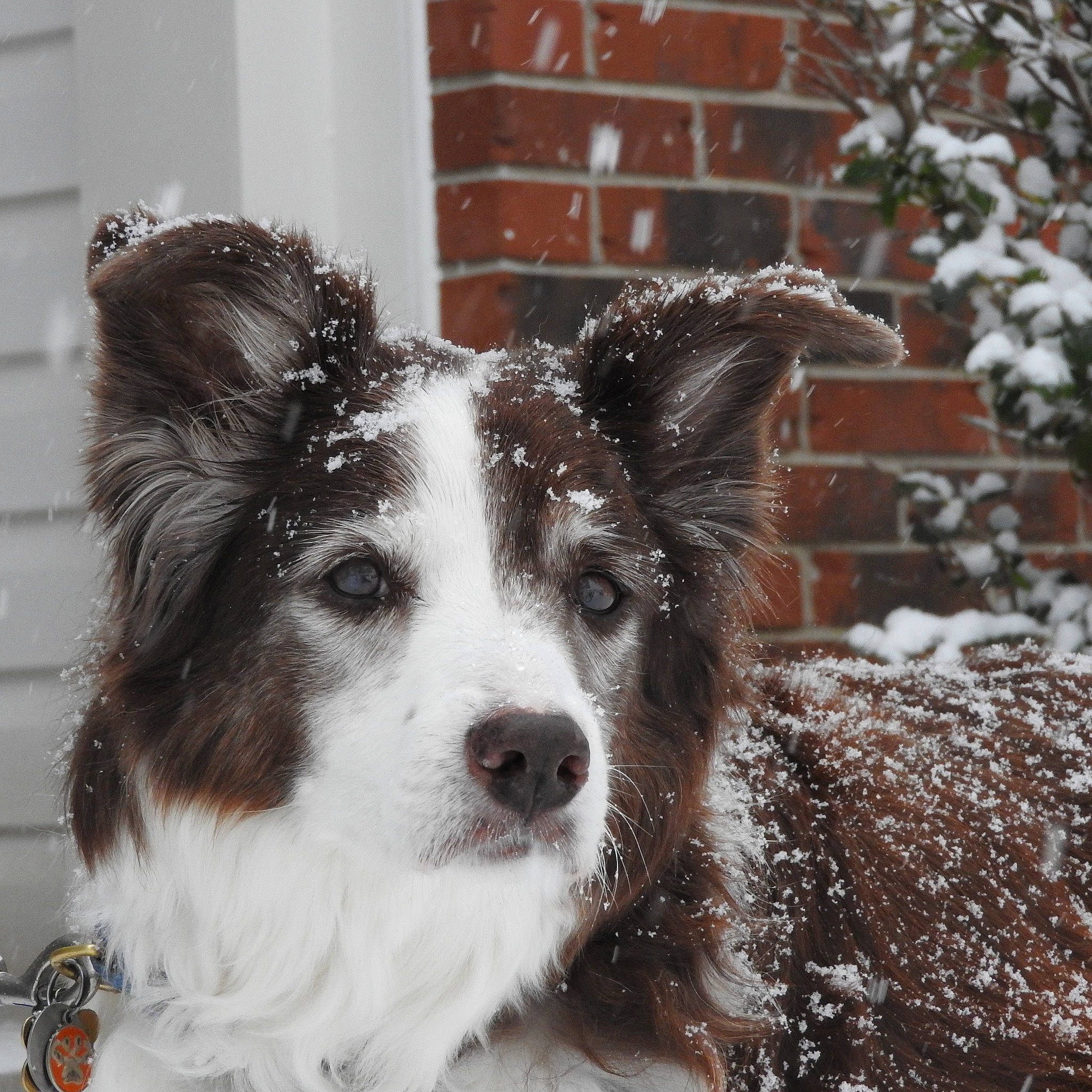 Lucy is registered to the contest to win money with this photo: australian_collie, australian_shepherd, border_collie, canidae, carnivore, collie, companion_dog, dog, dog_breed, herding_dog, mammal, rare_breed_dog, snout, snow, sporting_group, vertebrate, welsh_sheepdog, whiskers, winter, working_dog