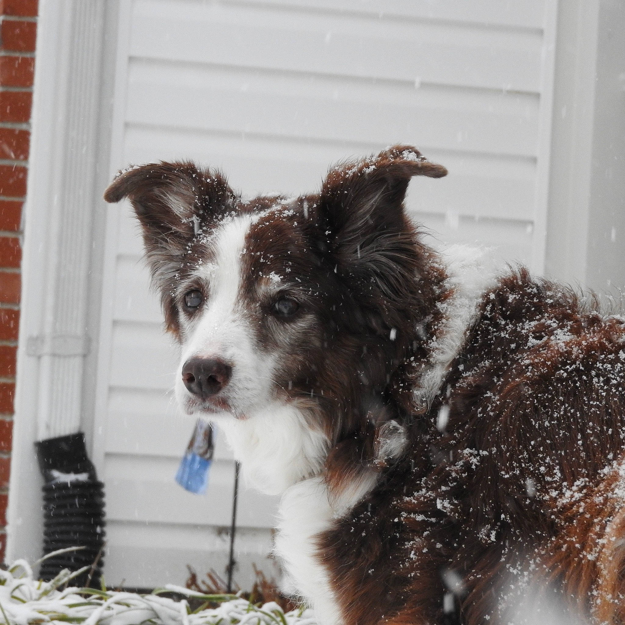 Lucy joined the competition — help win amazing prizes! australian_collie, australian_shepherd, border_collie, canidae, carnivore, companion_dog, dog, dog_breed, herding_dog, mammal, puppy, rare_breed_dog, snout, snow, sporting_group, vertebrate, welsh_sheepdog, winter, working_dog
