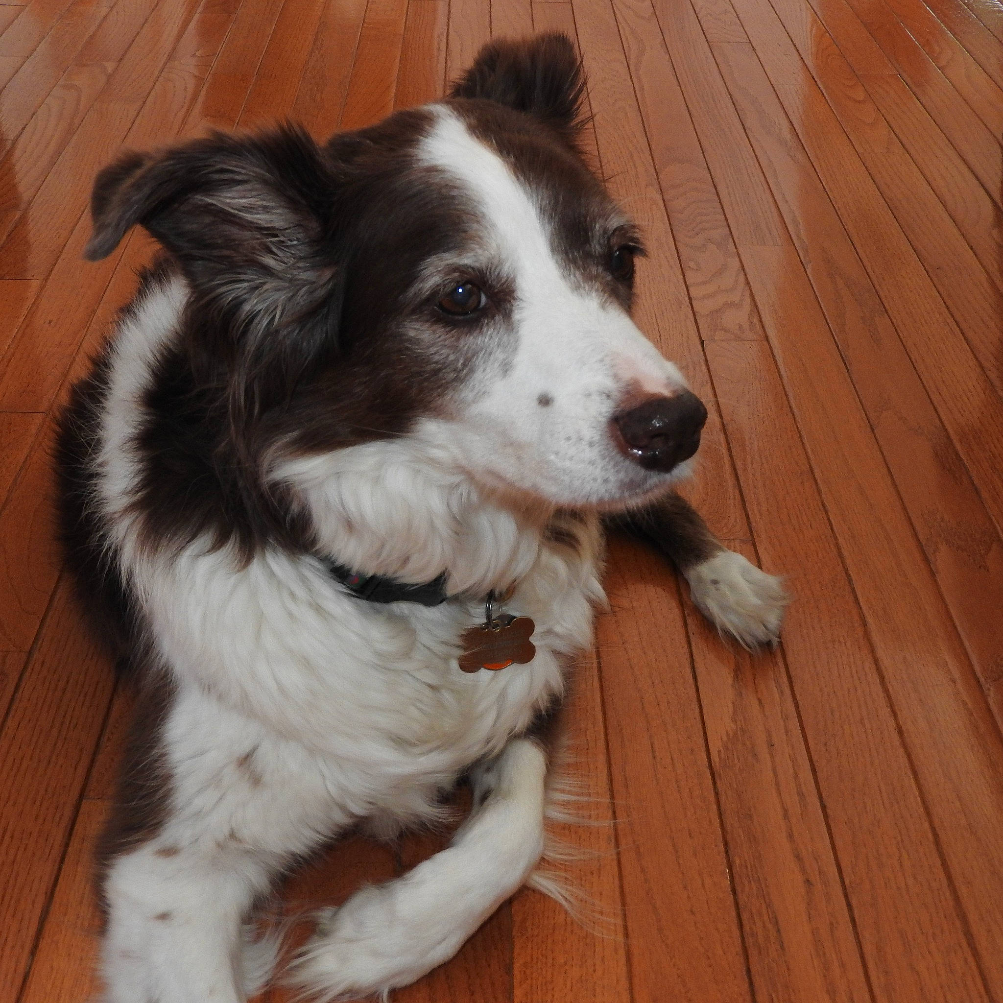 Lucy joined the competition — help win amazing prizes! australian_collie, border_collie, canidae, carnivore, companion_dog, dog, dog_breed, herding_dog, mammal, mcnab, rare_breed_dog, snout, sporting_group, stabyhoun, vertebrate, welsh_sheepdog, working_dog