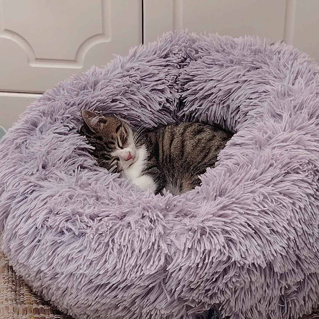 Abby a rejoint le concours — aidez-le/la à gagner de superbes lots ! animal, cabinet, cat, comfortable, cozy, cute, domestic, floor, fluffy, fur, furniture, indoor, lavender, pet_bed, quiet, resting, rug, sleeping, tabby, tile