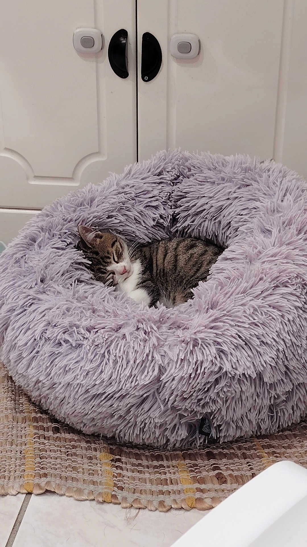 Abby a rejoint le concours — aidez-le/la à gagner de superbes lots ! cat, sleeping, pet_bed, fluffy, lavender, tabby, indoor, cozy, furniture, cabinet, rug, floor, tile, resting, cute, animal, domestic, fur, quiet, comfortable