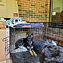 animal, blanket, brick_wall, cardboard_box, collar, crate, curious, dog, floor, furniture, furry, german_shepherd, indoor, laying_down, metal, pet, reflection, resting, tail, window
