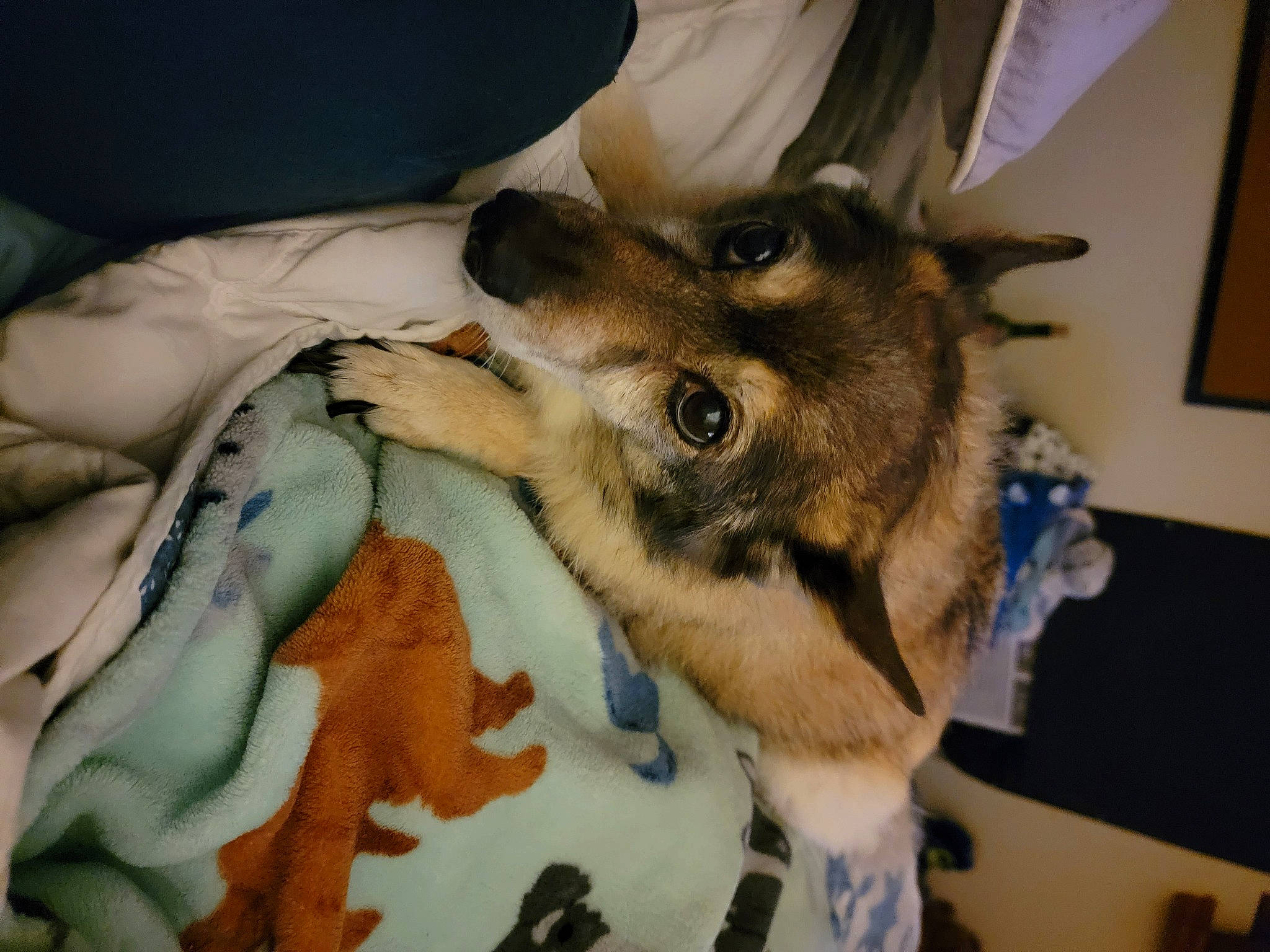 Maggie is registered to the contest to win money with this photo: canidae, carnivore, claw, comfort, companion_dog, dog, dog_breed, dog_supply, fawn, felidae, fur, german_shepherd_dog, linens, paw, small_to_medium_sized_cats, sporting_group, working_animal