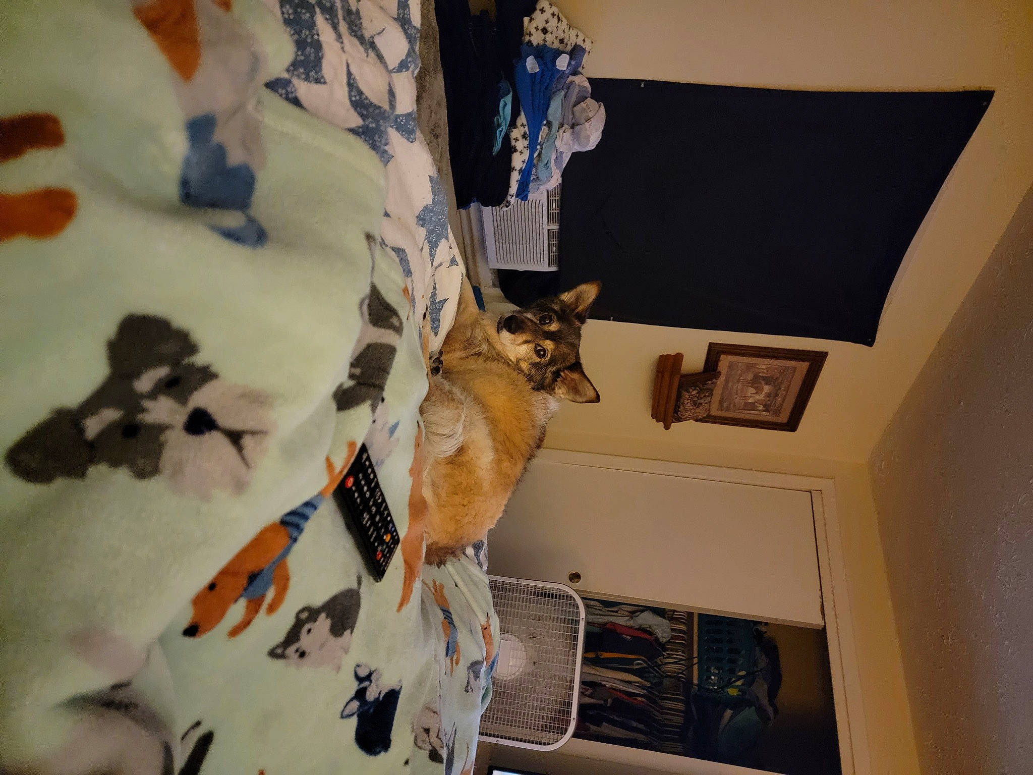 Maggie joined the competition — help win amazing prizes! carnivore, cat, ceiling, comfort, curtain, domestic_short_haired_cat, fawn, felidae, fur, hardwood, house, human_leg, linens, pattern, room, small_to_medium_sized_cats, tail, tree, whiskers, wood