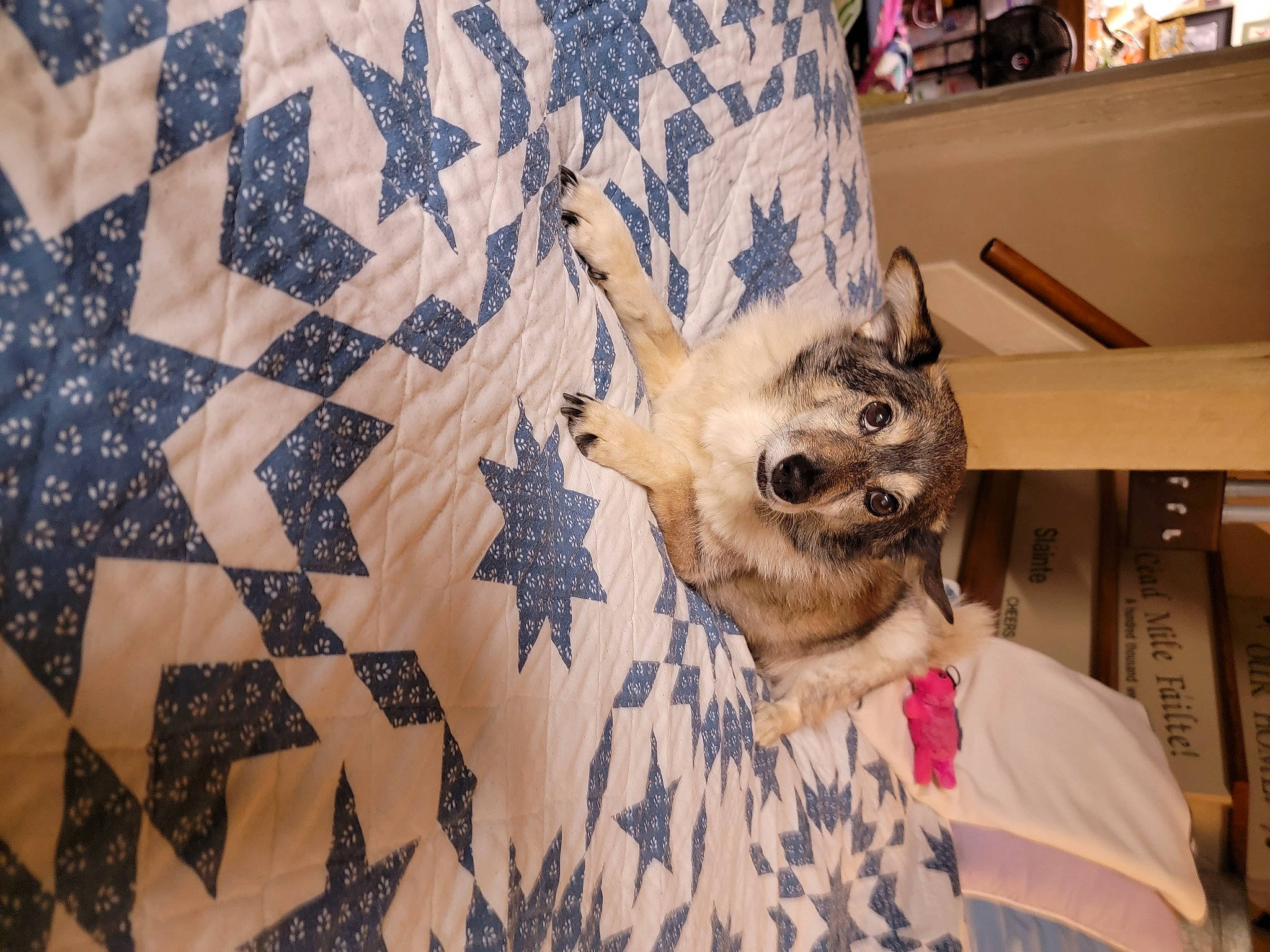 Maggie is registered to the contest to win money with this photo: bed, canidae, carnivore, companion_dog, couch, dog, dog_breed, dog_supply, fawn, felidae, flooring, grey, linens, pattern, plaid, small_to_medium_sized_cats, textile, toy_dog, whiskers, wood