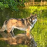 dog, water, pond, reflection, greenery, nature, outdoor, canine, animal, fur, leaf, tree, sunlight, wildlife, calm, standing, looking_back, forest, shallow_water, summer
