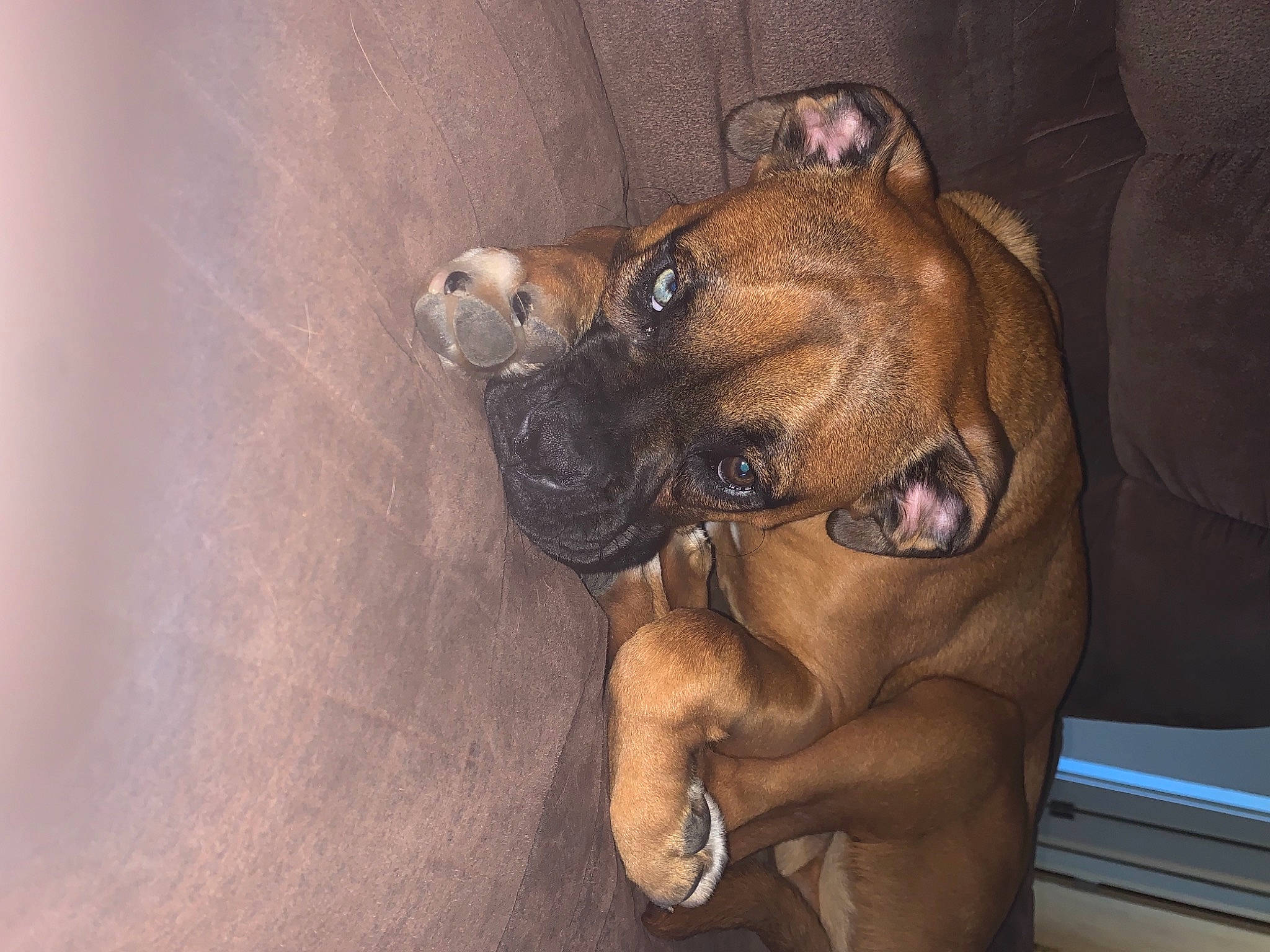 Tyson joined the competition — help win amazing prizes! boxer, canidae, carnivore, companion_dog, dog, dog_breed, ear, fawn, guard_dog, liver, molosser, non_sporting_group, paw, snout, sporting_group, terrestrial_animal, whiskers, working_animal, working_dog, wrinkle