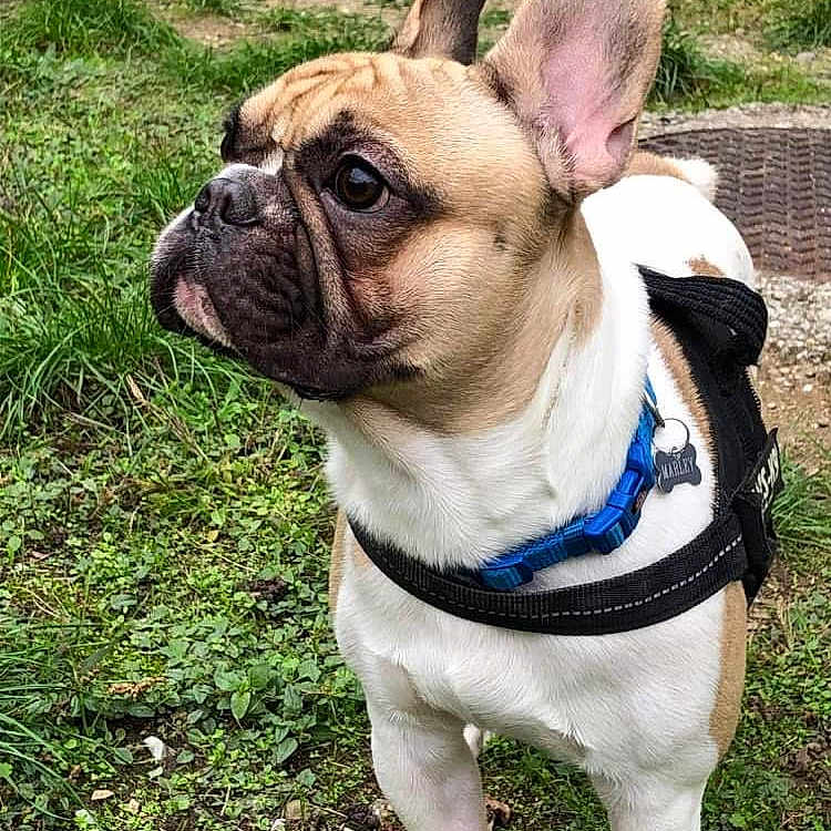 Marley a rejoint le concours — aidez-le/la à gagner de superbes lots ! alert, animal, brown, canine, collar, cute, dog, ears, french_bulldog, grass, greenery, harness, muzzle, nature, outdoor, pet, portrait, standing, tag, white