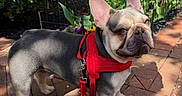 Thor Goldberg joined the competition — help win amazing prizes! animal, brick_path, canine, cute, daytime, dog, flower_bed, french_bulldog, garden, greenery, harness, leash, nature, outdoor, pet, shadow, side_view, small_dog, sunlight, walking