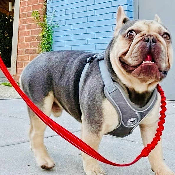 Thor Goldberg
