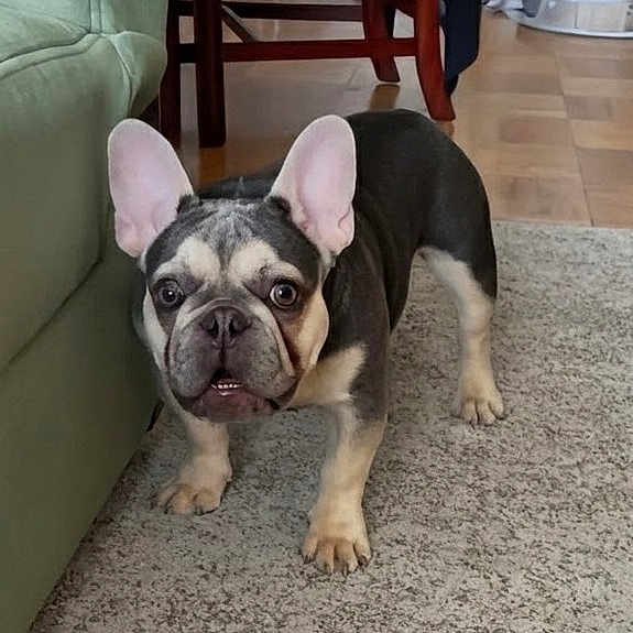 Thor Goldberg