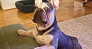 Thor Goldberg is registered to the contest to win money with this photo: french_bulldog, dog, pet, indoor, couch, carpet, dog_bed, wooden_floor, curious, standing, front_paws, ears_up, wide_eyes, furniture, living_room, clothing, hanger, wall_socket, home, animal