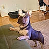 french_bulldog, dog, pet, indoor, couch, carpet, dog_bed, wooden_floor, curious, standing, front_paws, ears_up, wide_eyes, furniture, living_room, clothing, hanger, wall_socket, home, animal