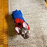Thor Goldberg joined the competition — help win amazing prizes! animal, blue, carpet, clothing, cute, dog, domestic_animal, ears, face, floor, french_bulldog, indoor, looking_up, pet, portrait, red, small_dog, spider_man, sweater, wood_floor