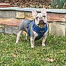dog, french_bulldog, blue_harness, grass, outdoor, stone_wall, garden, pet, animal, canine, alert, standing, curious, small_dog, ears_up, daylight, nature, yard, mammal, leaves