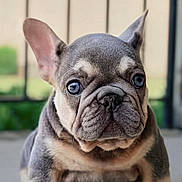 Thor Goldberg is registered to the contest to win money with this photo: dog, french_bulldog, puppy, pet, close_up, wrinkles, ears, face, cute, outdoor, animal, mammal, portrait, young, small_dog, looking, sitting, adorable, fur, companion