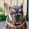 dog, french_bulldog, puppy, pet, close_up, wrinkles, ears, face, cute, outdoor, animal, mammal, portrait, young, small_dog, looking, sitting, adorable, fur, companion