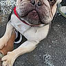 dog, french_bulldog, puppy, leash, red_leash, paw, person, leg, shoe, pavement, curious, cute, pet, animal, outdoor, close_up, face, wrinkles, short_hair, small_dog