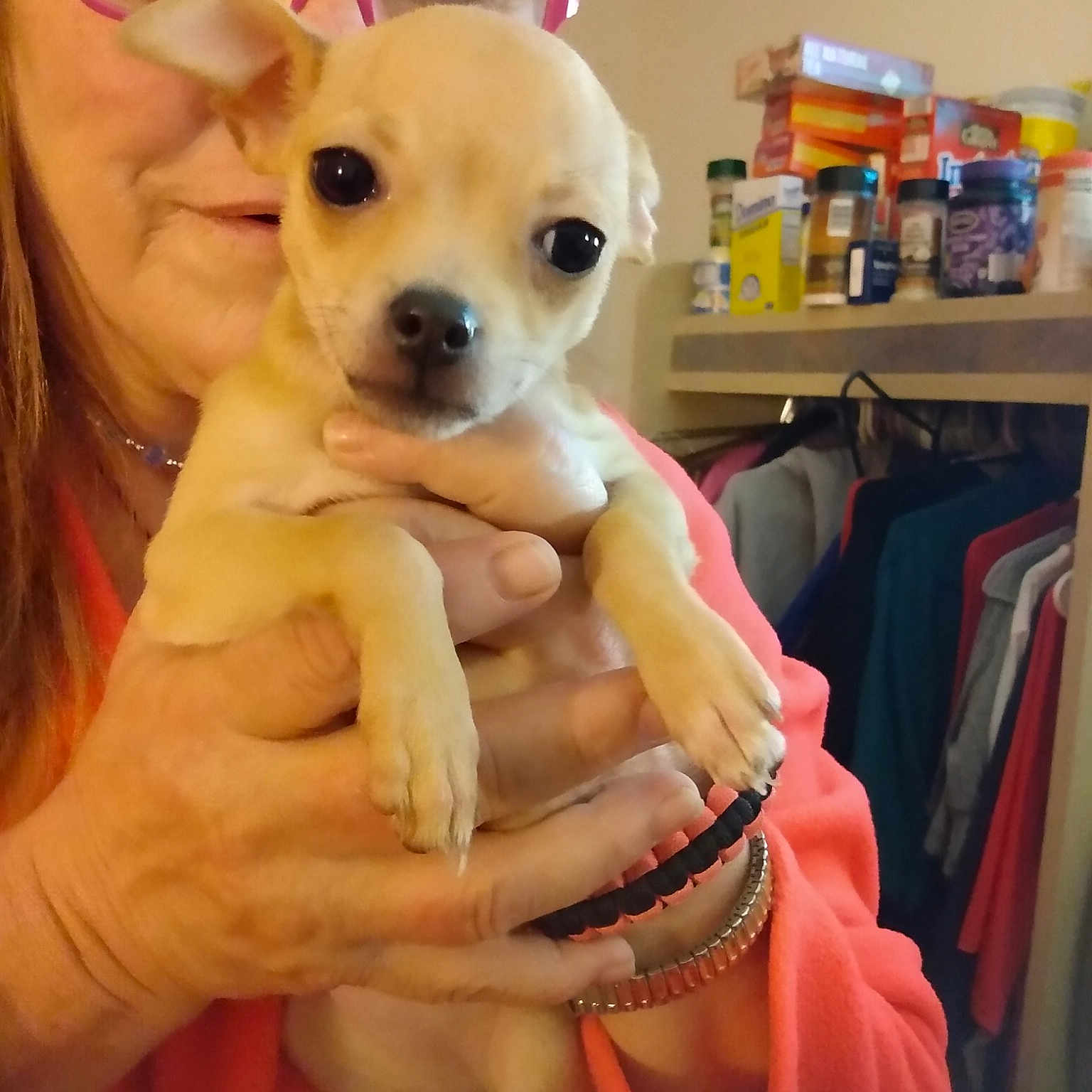 Pumpkin is registered to the contest to win money with this photo: blond, canidae, carnivore, cheek, clothes_hanger, companion_dog, dog, dog_breed, finger, fur, interaction, love, nail, puppy, shelf, shelving, skin, snout, stuffed_toy, toy