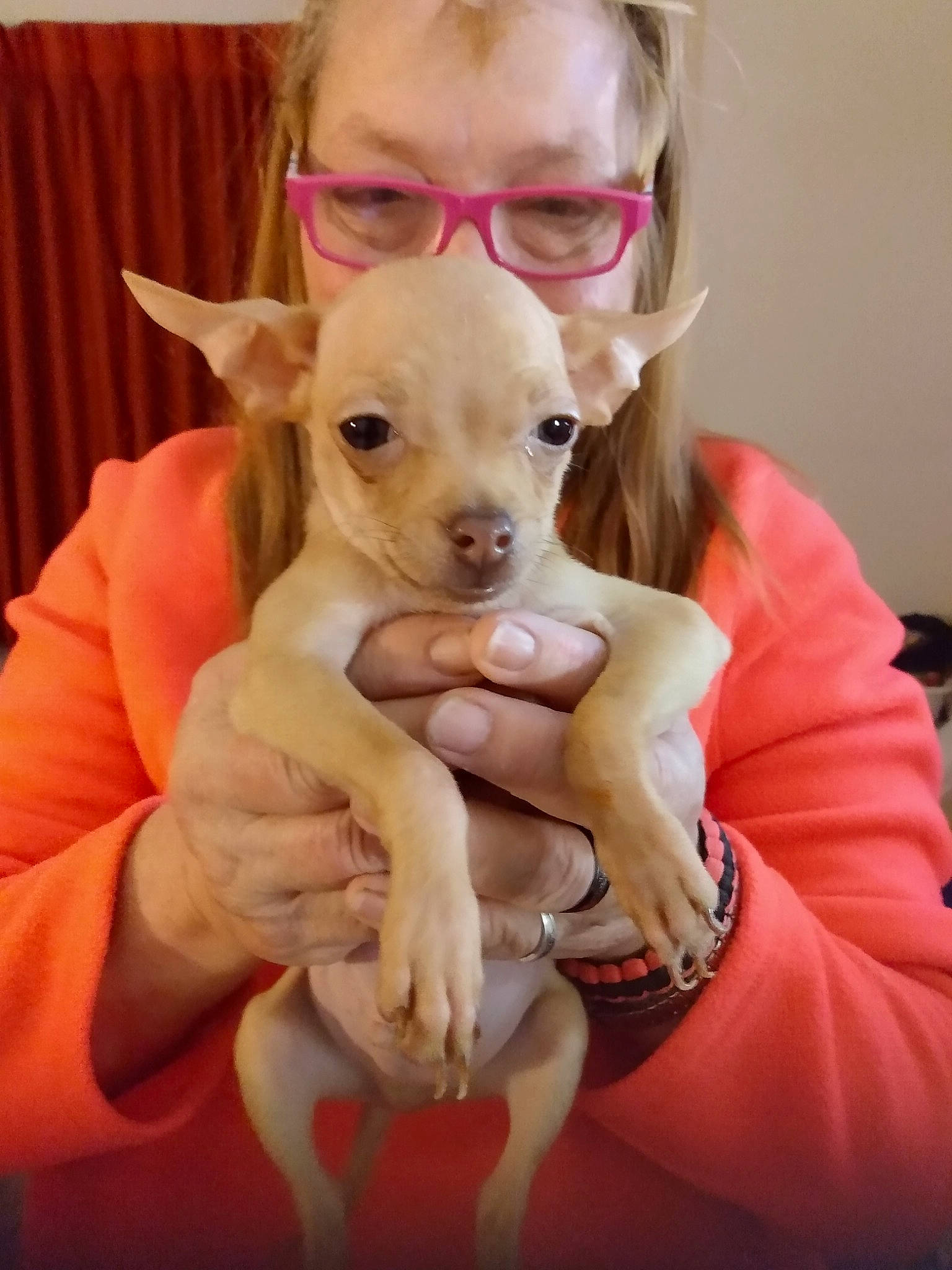 Pumpkin joined the competition — help win amazing prizes! blond, carnivore, chihuahua, comfort, companion_dog, curtain, dog, dog_breed, dog_supply, eyewear, fawn, human, interaction, mammal, nail, skin, snout, toy_dog, vertebrate, working_animal