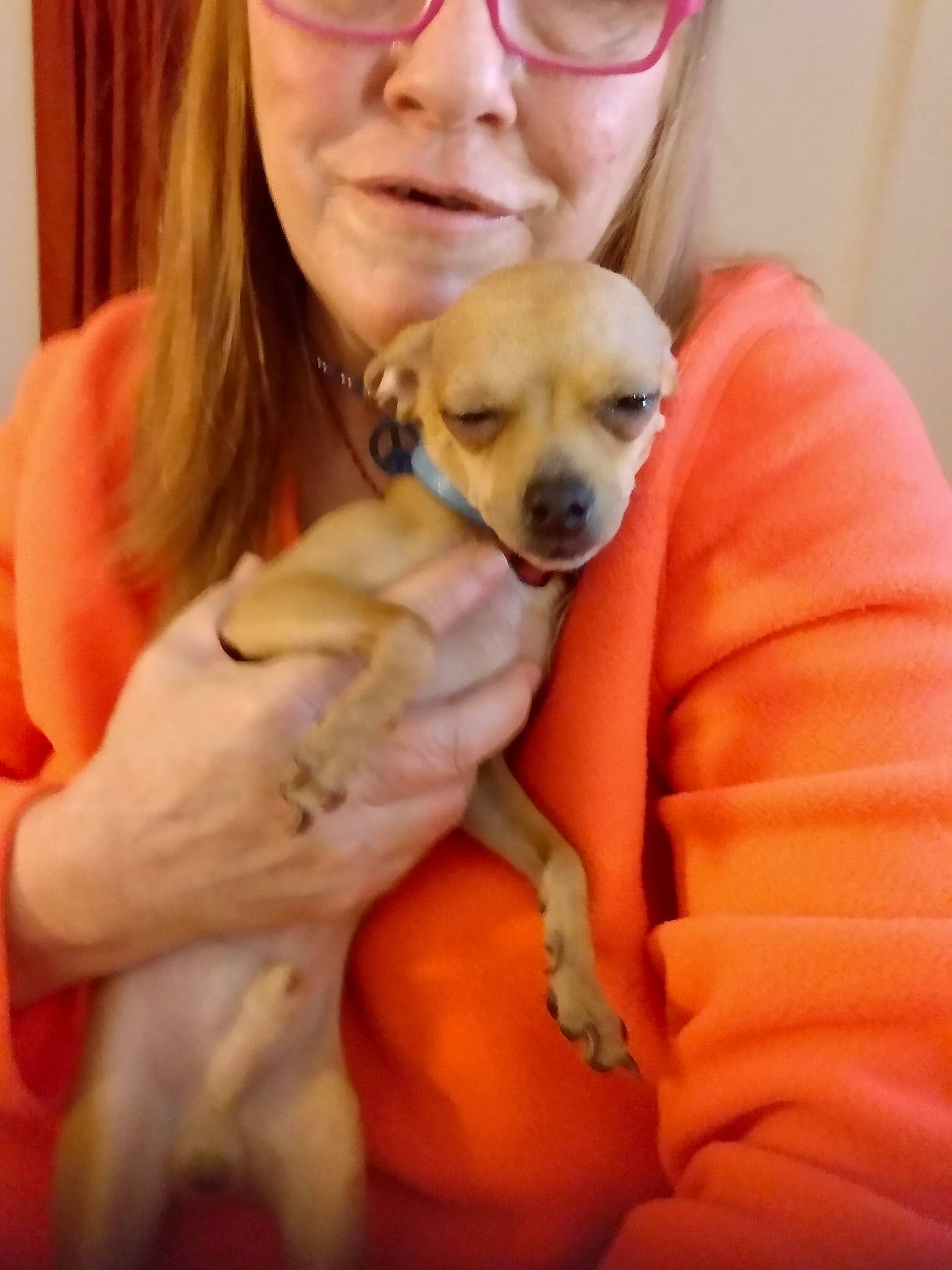 Chief joined the competition — help win amazing prizes! canidae, carnivore, comfort, companion_dog, dog, dog_breed, dog_supply, fawn, glasses, human, mammal, orange, peach, pet_supply, puppy, selfie, skin, snout, sporting_group, working_animal