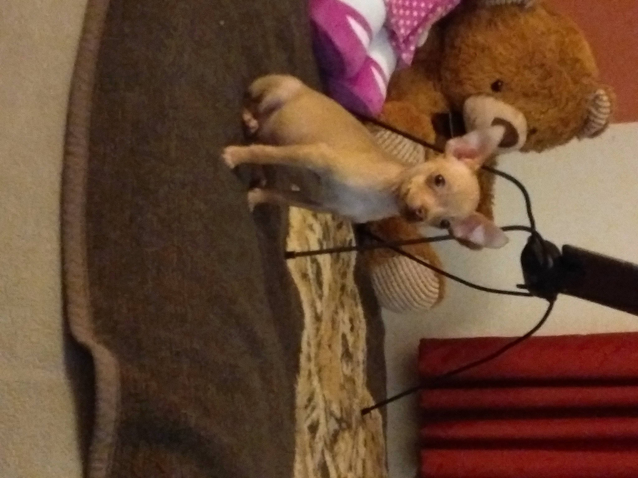 Booboo is registered to the contest to win money with this photo: adaptation, baby_toys, fawn, fur, gerbil, marsupial, pest, plush, snout, stuffed_toy, tan, teddy_bear, terrestrial_animal, toy, vertebrate