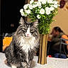 Khaos is registered to the contest to win money with this photo: blurred_person, bokeh, bouquet, cat, centerpiece, flowers, fur, gold_vase, green_eyes, home_kitchen, indoor, paws, pet, portrait, sitting, tabby_cat, tabletop, vase, whiskers, white_flowers