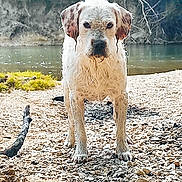 Zadig participe au concours pour gagner de l'argent avec cette photo : dog, wet_dog, riverbank, rocks, water, nature, outdoor, animal, pet, canine, fur, serious, standing, greenery, daylight, river, landscape, eyes, snout, ears