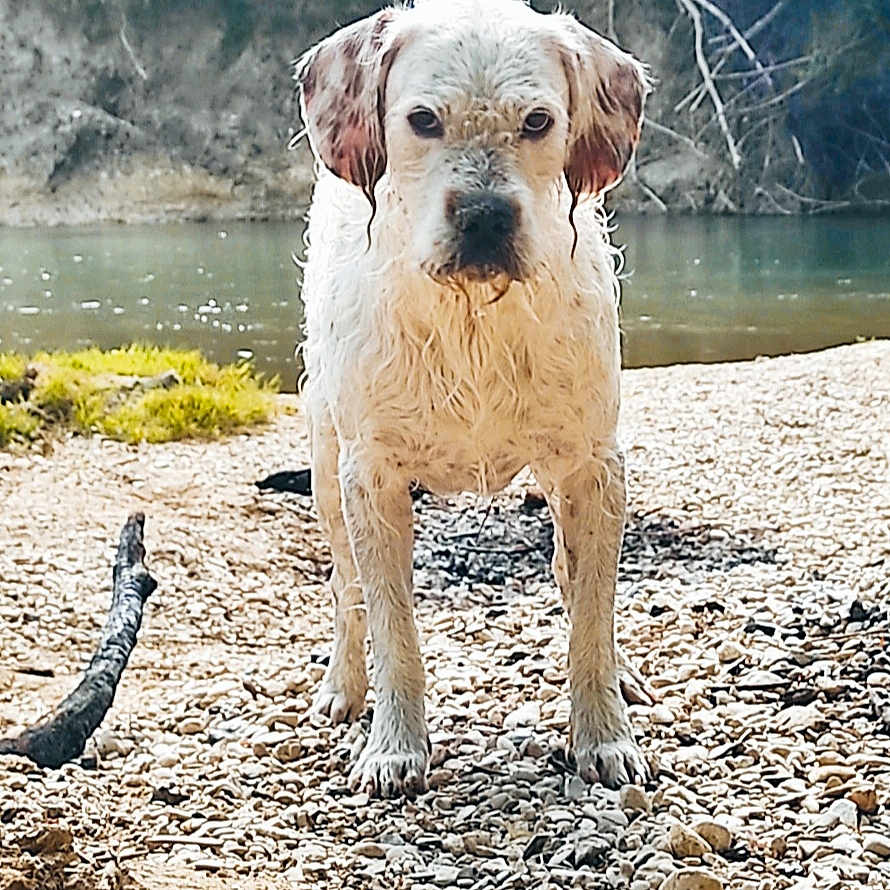 Zadig participe au concours pour gagner de l'argent avec cette photo : animal, canine, daylight, dog, ears, eyes, fur, greenery, landscape, nature, outdoor, pet, river, riverbank, rocks, serious, snout, standing, water, wet_dog