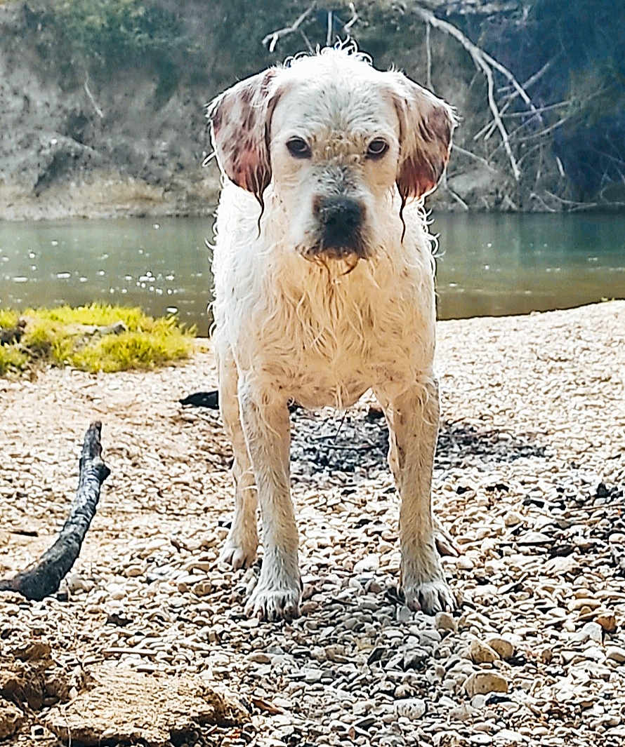 Zadig participe au concours pour gagner de l'argent avec cette photo : dog, wet_dog, riverbank, rocks, water, nature, outdoor, animal, pet, canine, fur, serious, standing, greenery, daylight, river, landscape, eyes, snout, ears
