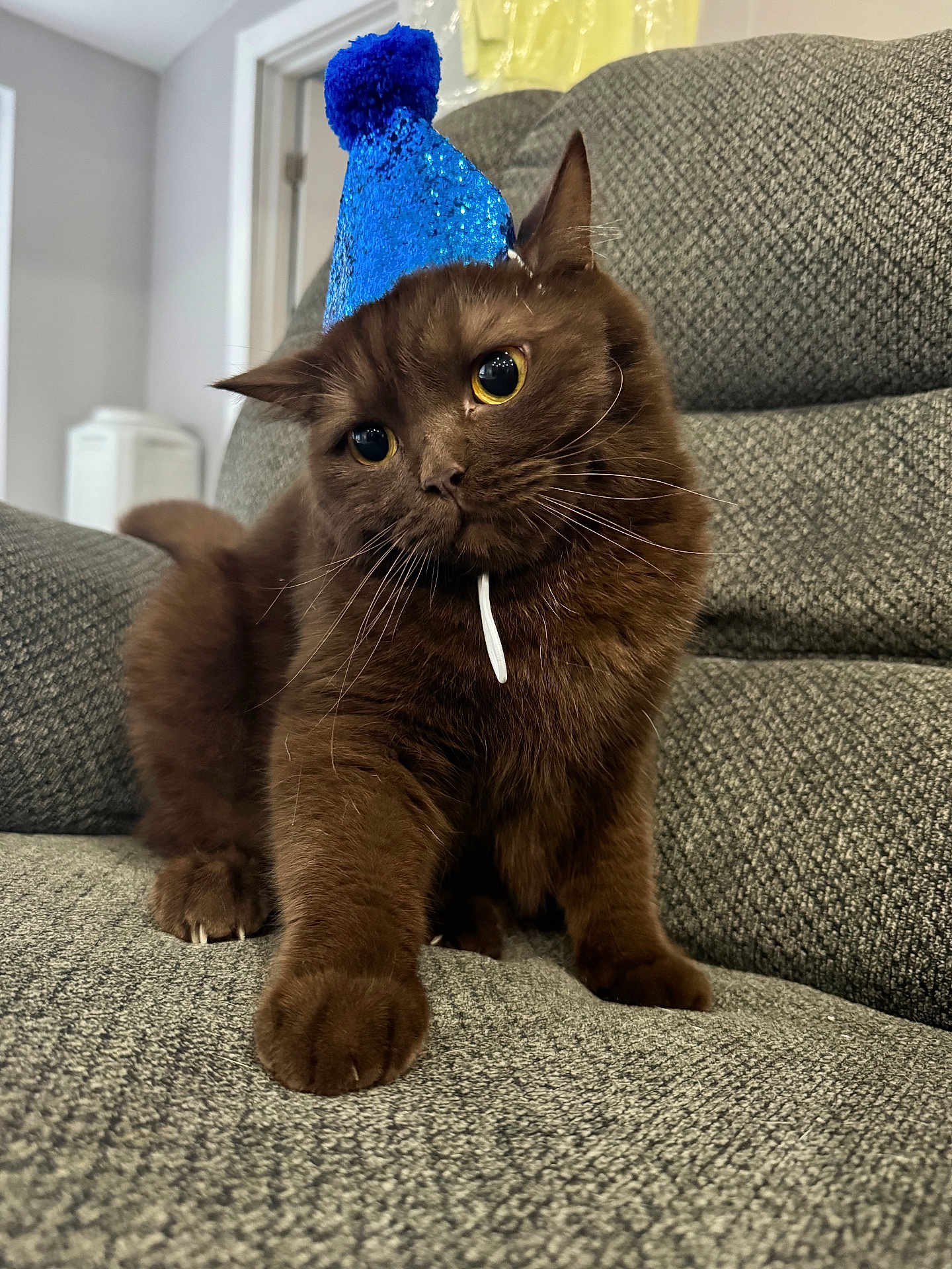 Merlin is registered to the contest to win money with this photo: animal, blue_hat, brown_cat, cat, celebration, close_up, couch, cozy, curious, cute, domestic_cat, fluffy, furniture, head_tilt, indoor, party_hat, pet, texture, whiskers, wide_eyes