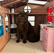 Merlin joined the competition — help win amazing prizes! animal, brown, cat, chimney, dark_brown_cat, dollhouse, feline, floor, house, indoor, kitchen, miniature, oven, pet, pink, sitting, stove, toy_kitchen, window, wood