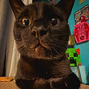 Diva Milo is registered to the contest to win money with this photo: black_cat, cat, close_up, curious, wide_eyes, indoor, carpet, paws, feline, pet, animal, whiskers, ears, fur, decorations, colorful_background, doll, pixel_art, curiosity, serious_expression