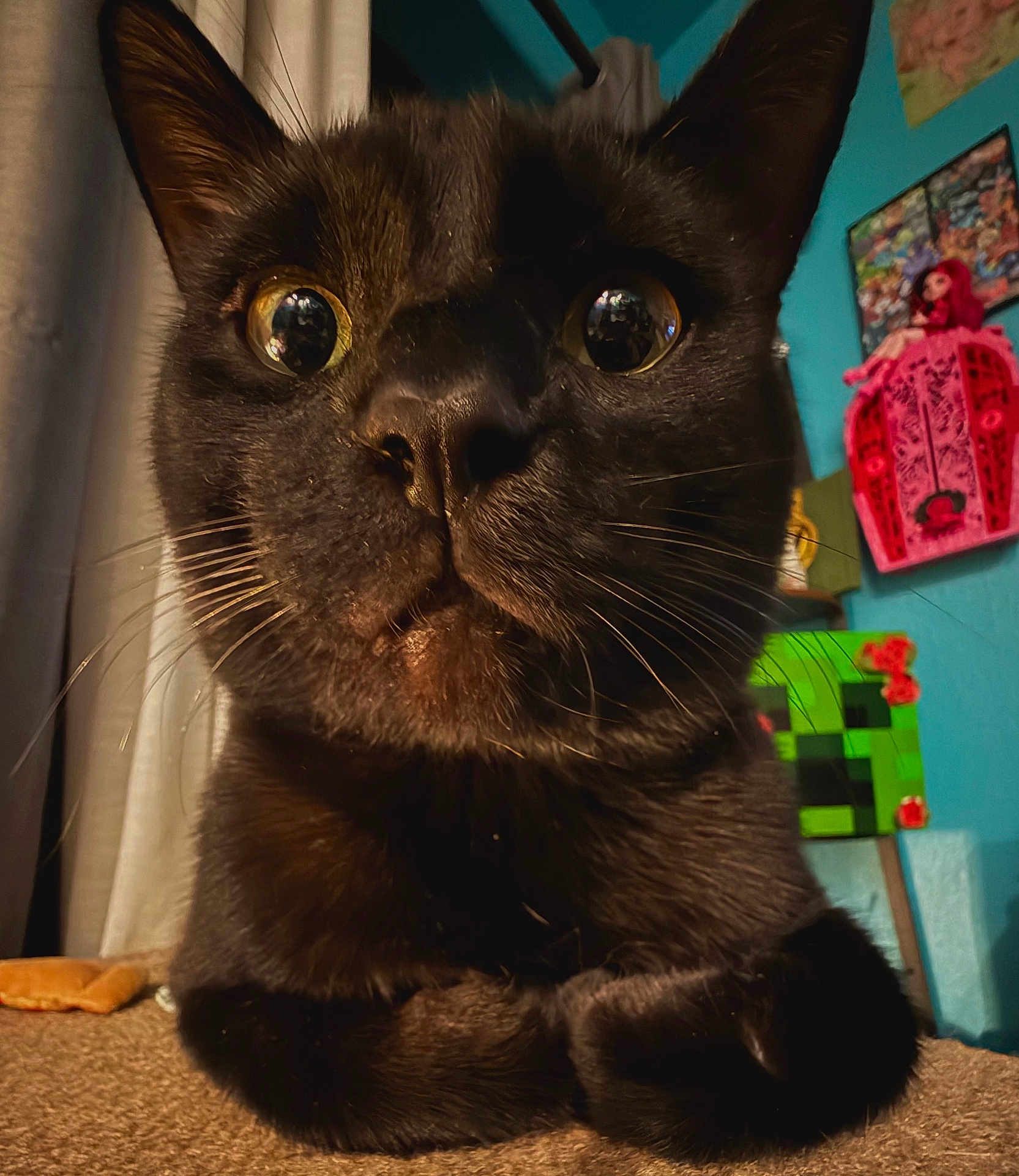 Diva Milo is registered to the contest to win money with this photo: black_cat, cat, close_up, curious, wide_eyes, indoor, carpet, paws, feline, pet, animal, whiskers, ears, fur, decorations, colorful_background, doll, pixel_art, curiosity, serious_expression